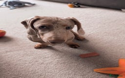 Dachshund dogs for sale: 5 month miniature dachshund puppy - Image 7