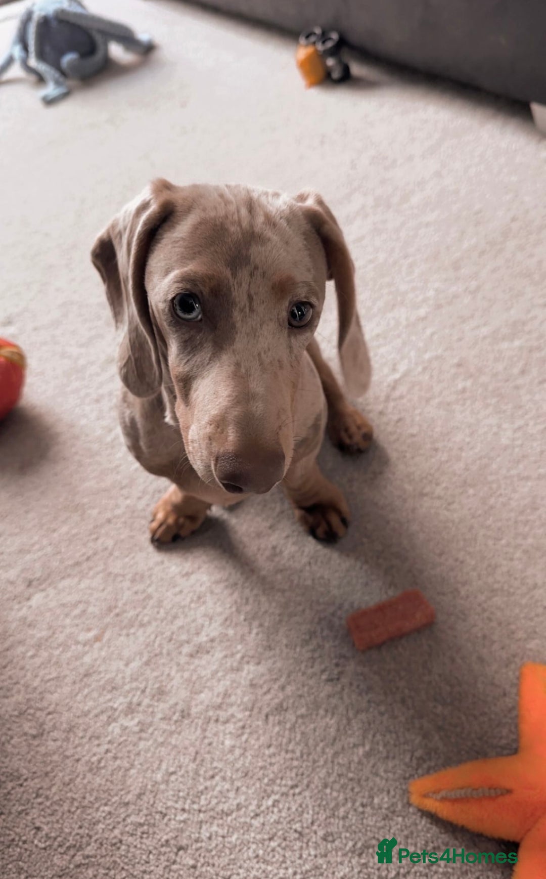 Dachshund dogs for sale: 5 month miniature dachshund puppy - Image 7