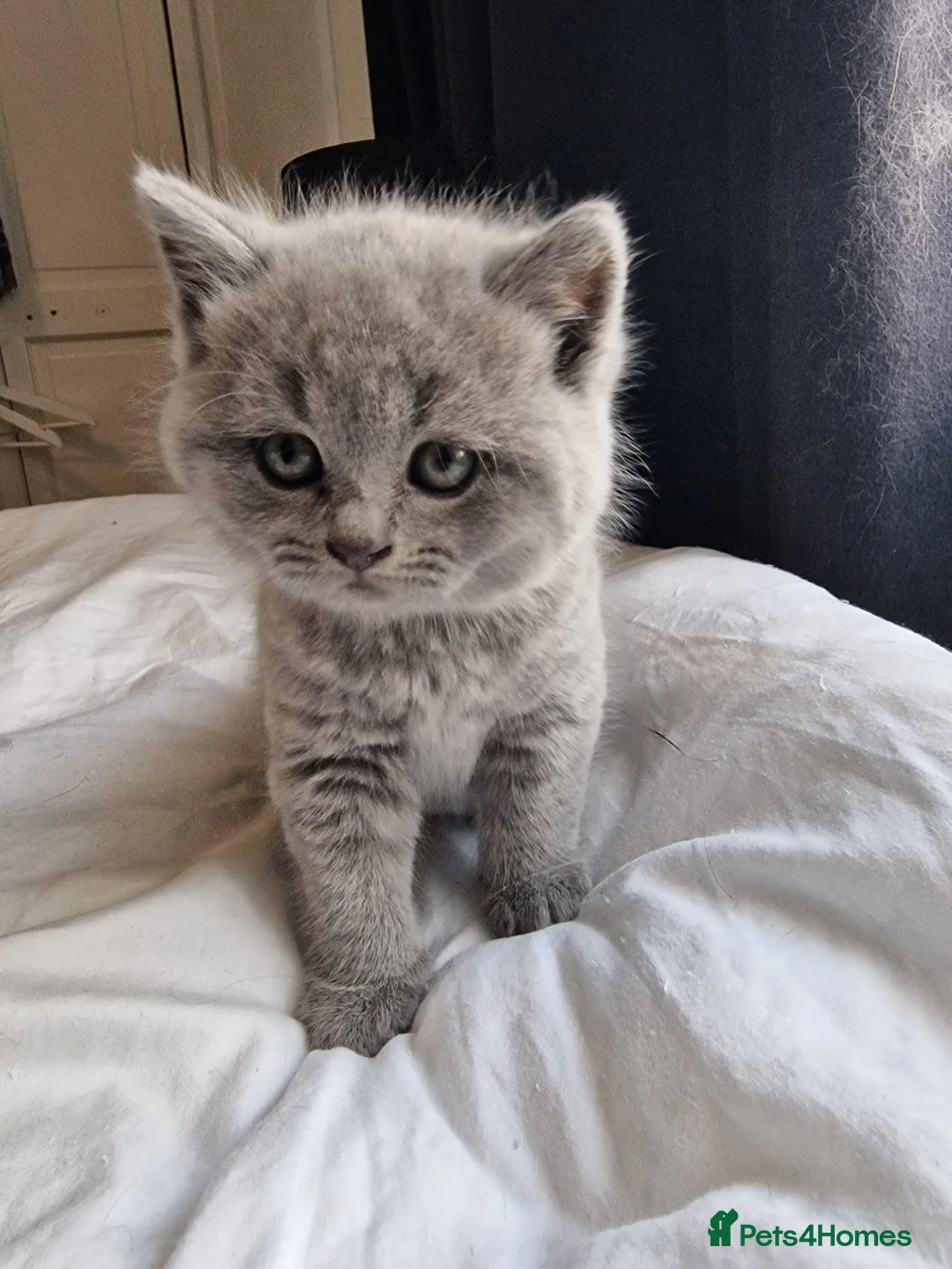 British Shorthair cats for stud: GCCF Active BLUE BOY for stud 💙 in Bexleyheath - Advert 12