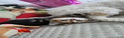 Domestic Shorthair cats for sale: 5 beautiful kittens - Advert 3