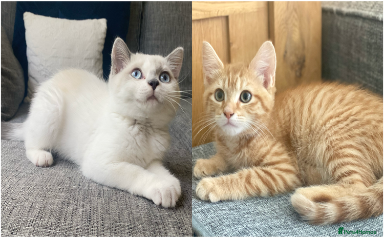 Mixed Breed cats - Advert 2