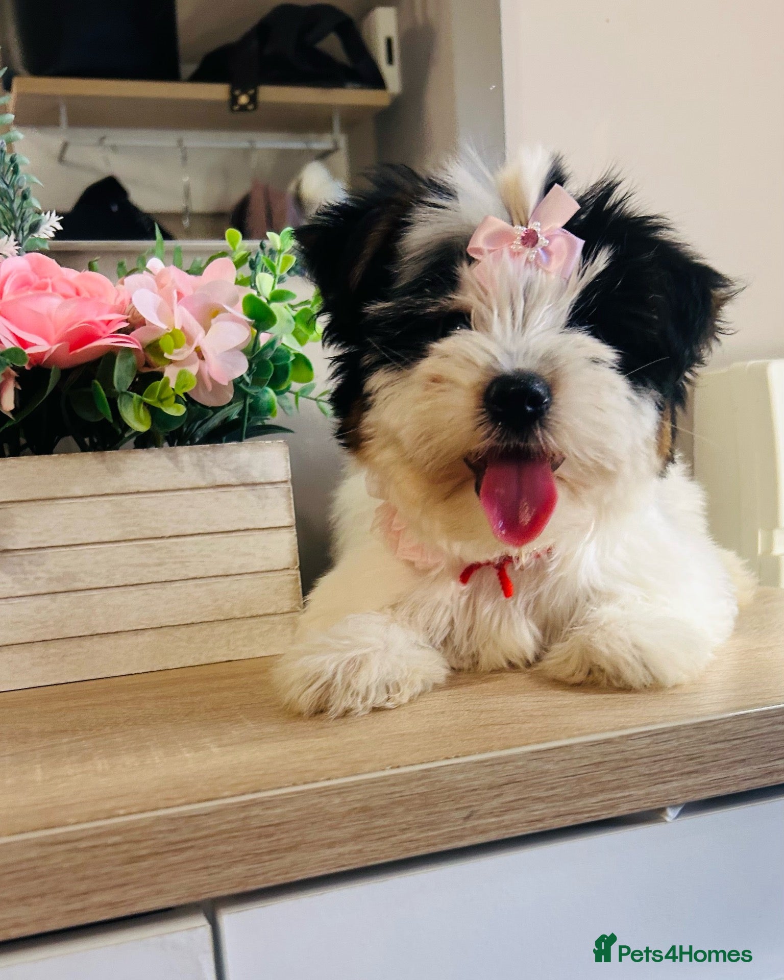 Biewer Terrier dogs ✨ PEDIGREE BIEWER-BIRO DNA 18 STEPS GIRL ✨ 🐶❤️ - Advert 2
