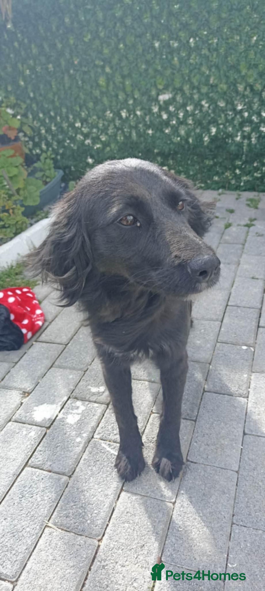 Mixed Breed dogs for adoption: Lena & Dena - Image 5