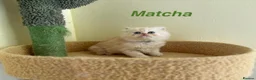 Exotic cats for sale: Beautiful Persian Exotic Kittens - Advert 11