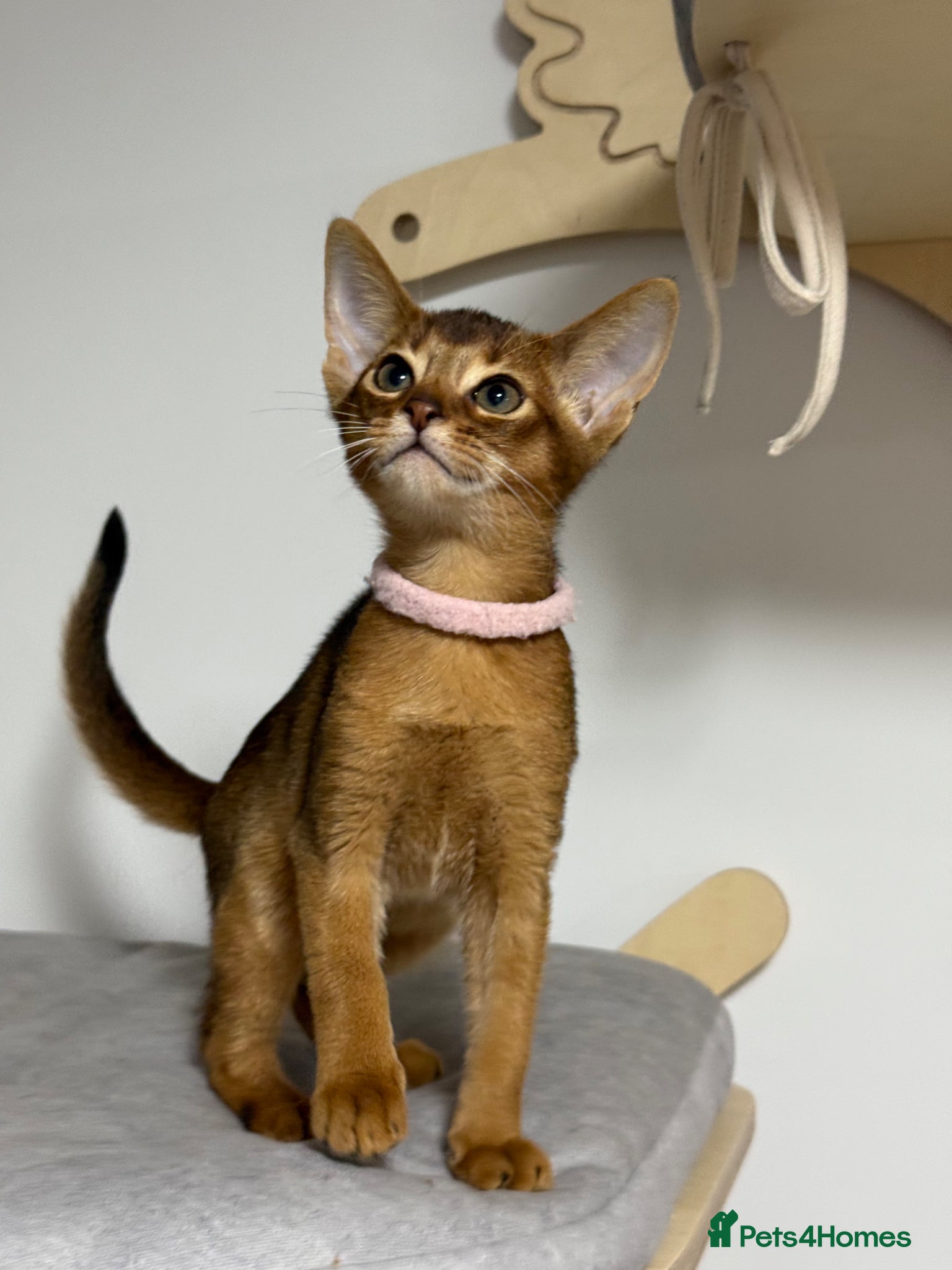 Abyssinian cats Champion parents GCCF registered Amazing 😻😻😻 - Advert 2