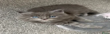 Maine Coon Kitten 1