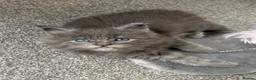 Maine Coon cats for sale: 🩷Beautiful Pedigree TICA Registered Maine Coons🩷 - Advert 21