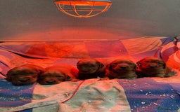 Irish Setter dogs for sale: Purebred Irish setter pups for sale - Advert 4