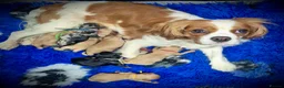 Cavapoo dogs for sale: 💙 Beautiful F1 cavapoo puppies 💞 - Advert 2