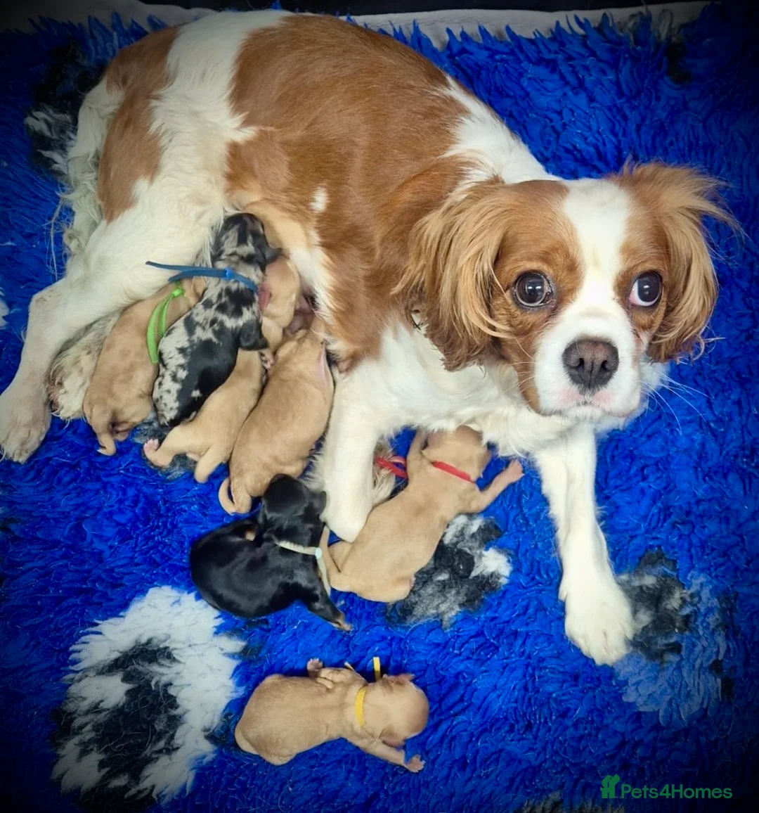 Cavapoo dogs for sale: 💙 Beautiful F1 cavapoo puppies 💞 - Advert 2
