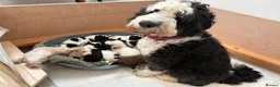 Bernedoodle dogs for sale: Bernedoodle puppies. F1b. Home reared, DNA tested  - Advert 35