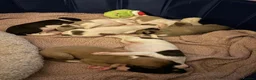 Whippet dogs for sale: magical whippets - Advert 14