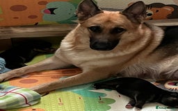 German Shepherd dogs for sale: Beautiful Straight Back German Shepherd  - Image 7