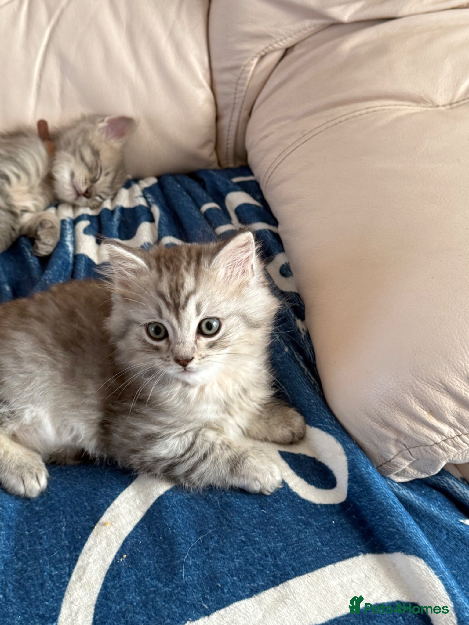 British Shorthair cats Stunning ragdoll cross BSH litter - Advert 2