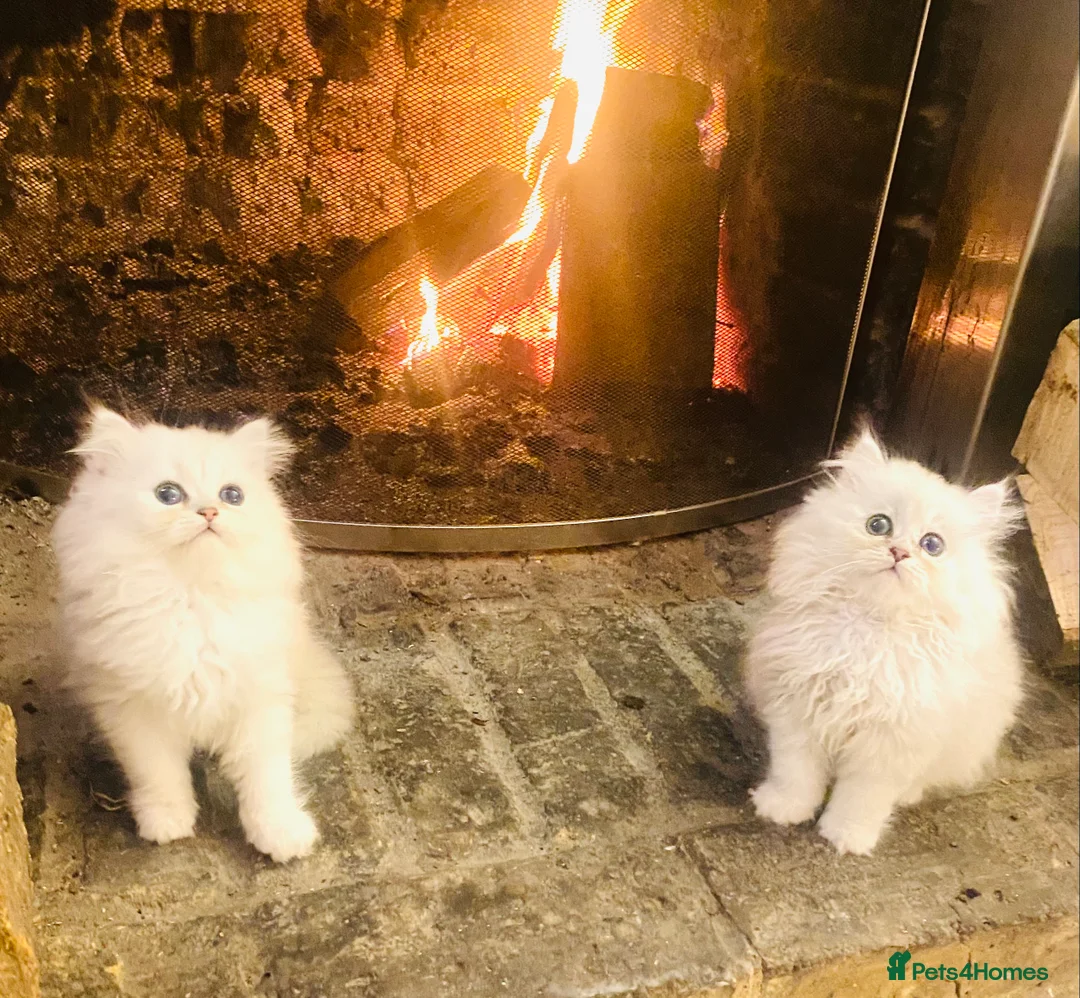 Persian cats for stud: ⭐️PERSIAN CHINCHILLA  PEDIGREE  STUD⭐️ in Gerrards Cross - Advert 5