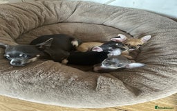 Chihuahua dogs for sale: Chihuahua pups - Image 2