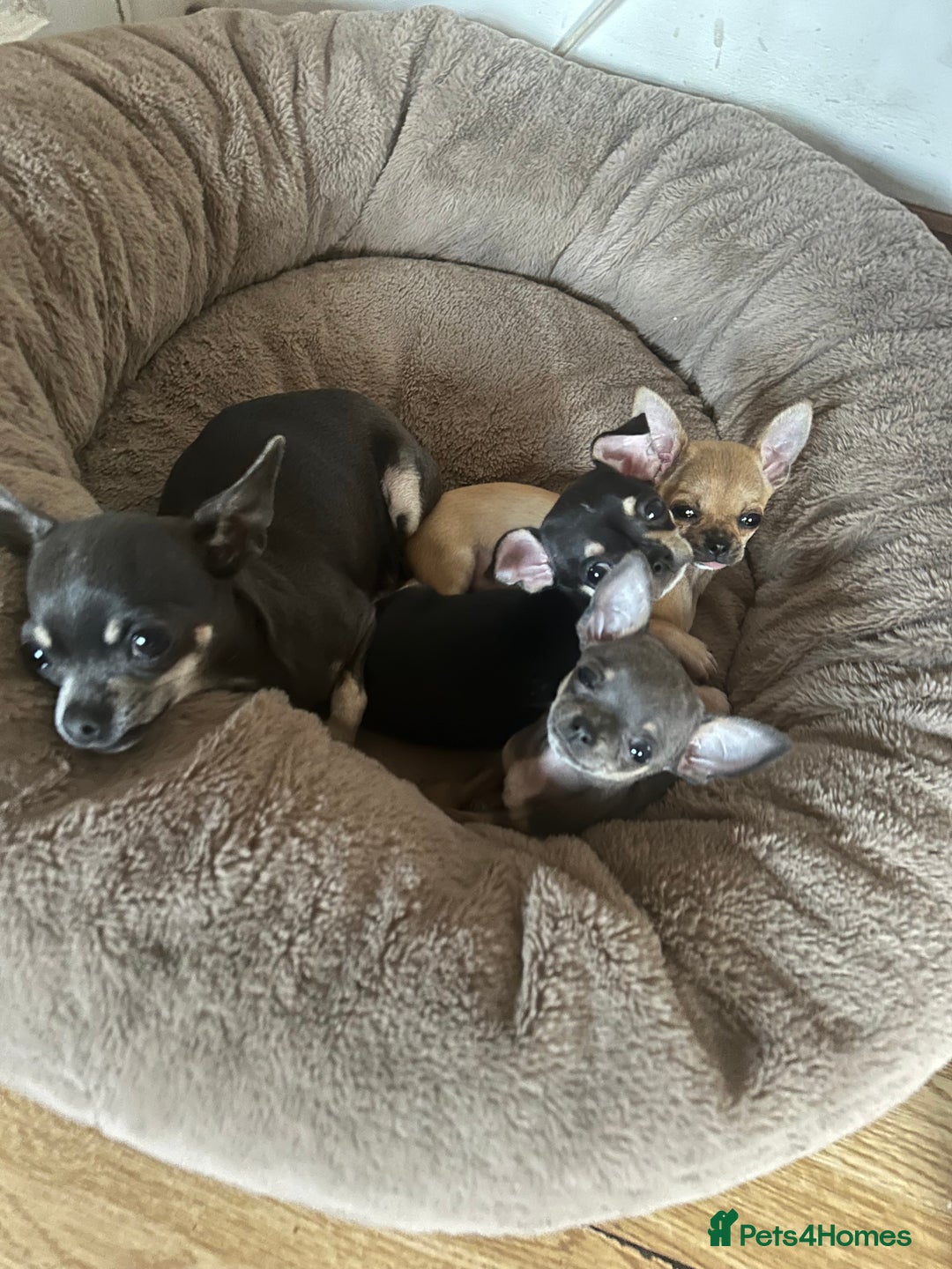 Chihuahua dogs for sale: Chihuahua pups - Image 2