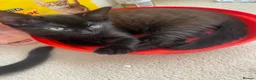 British Longhair cats for sale: Beautiful kittens in need forever homes❤️ - Advert 11