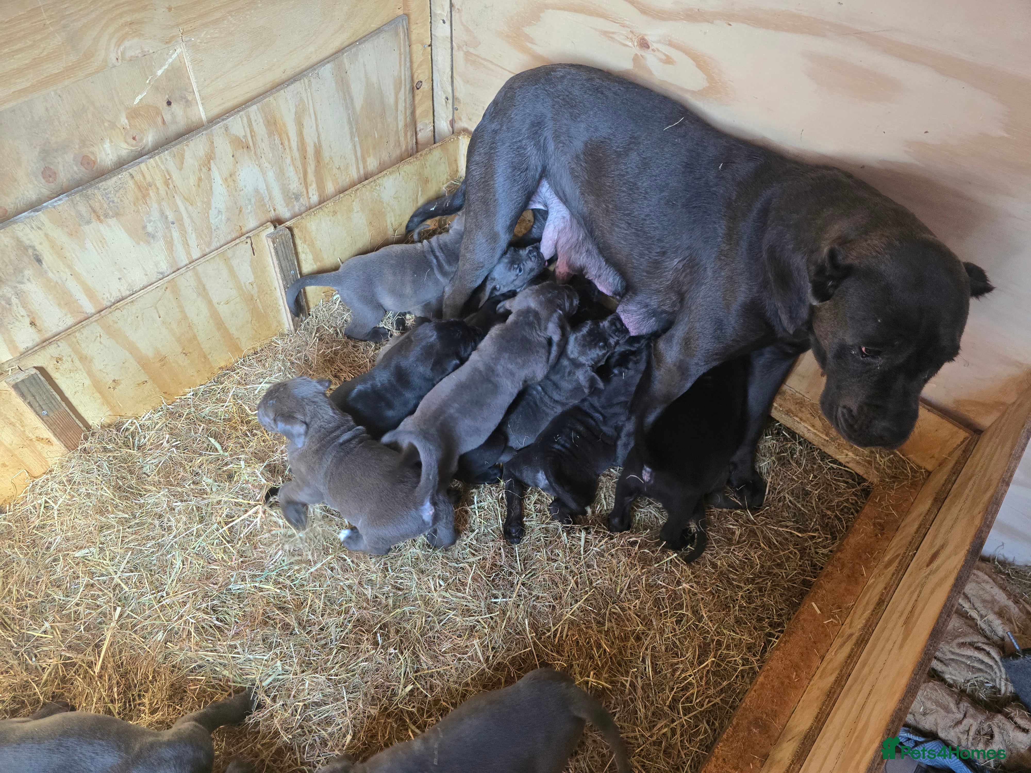 Cane Corso dogs Cane corso puppy - Advert 3