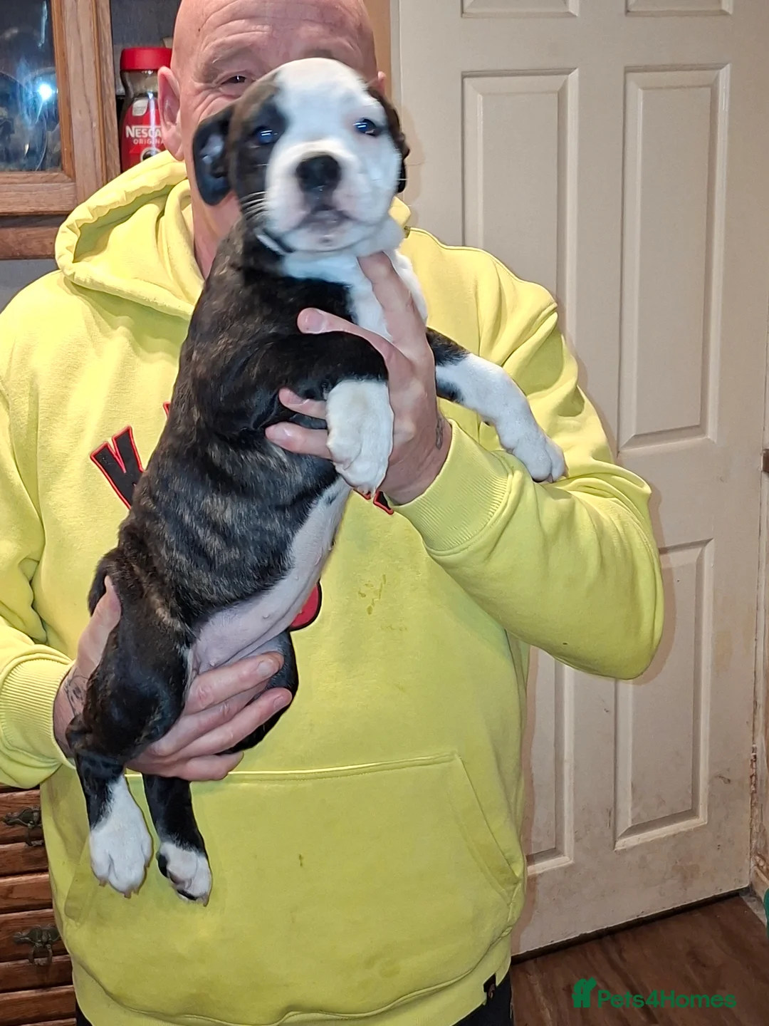 Mixed Breed dogs for sale: Big beautiful Bull Staffs  - Advert 5