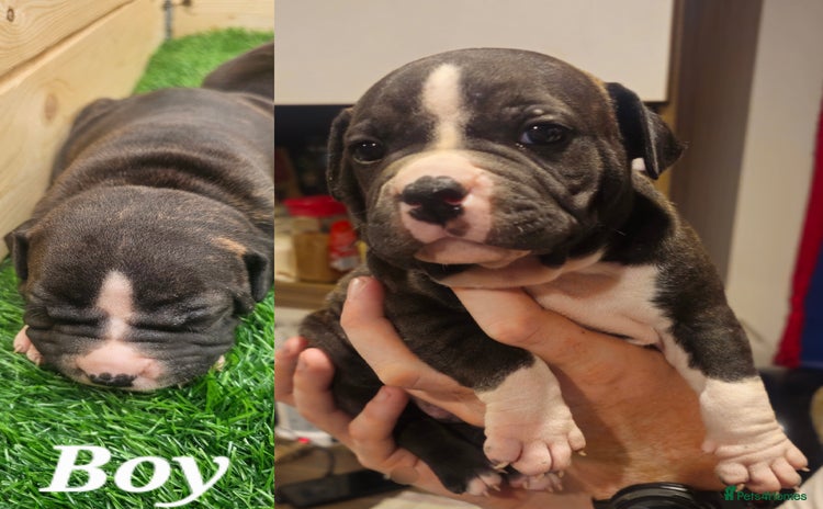 Staffordshire Bull Terrier dogs - Advert 8