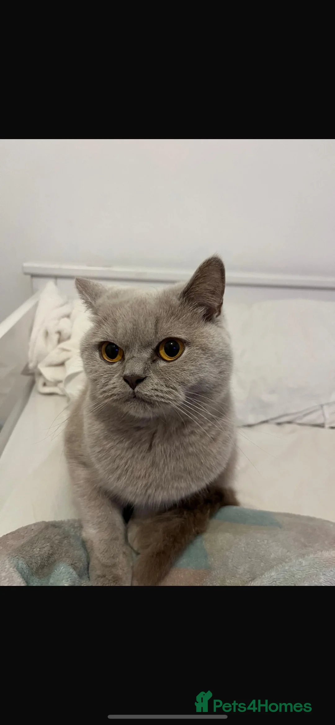 British Shorthair cats for sale: British shorthair kitten  - Advert 2