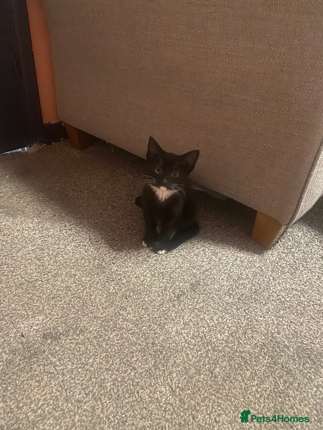 British Shorthair cats for sale: 3 beautiful babies looking for new homes - Advert 1