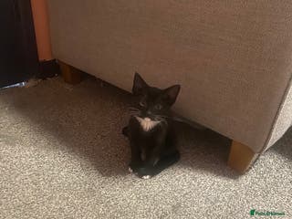 British Shorthair cats 3 beautiful babies looking for new homes - Advert 11