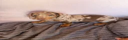 Miniature Dachshund dogs for sale: Miniature dachshund puppies for sale in Stevenage - Advert 6
