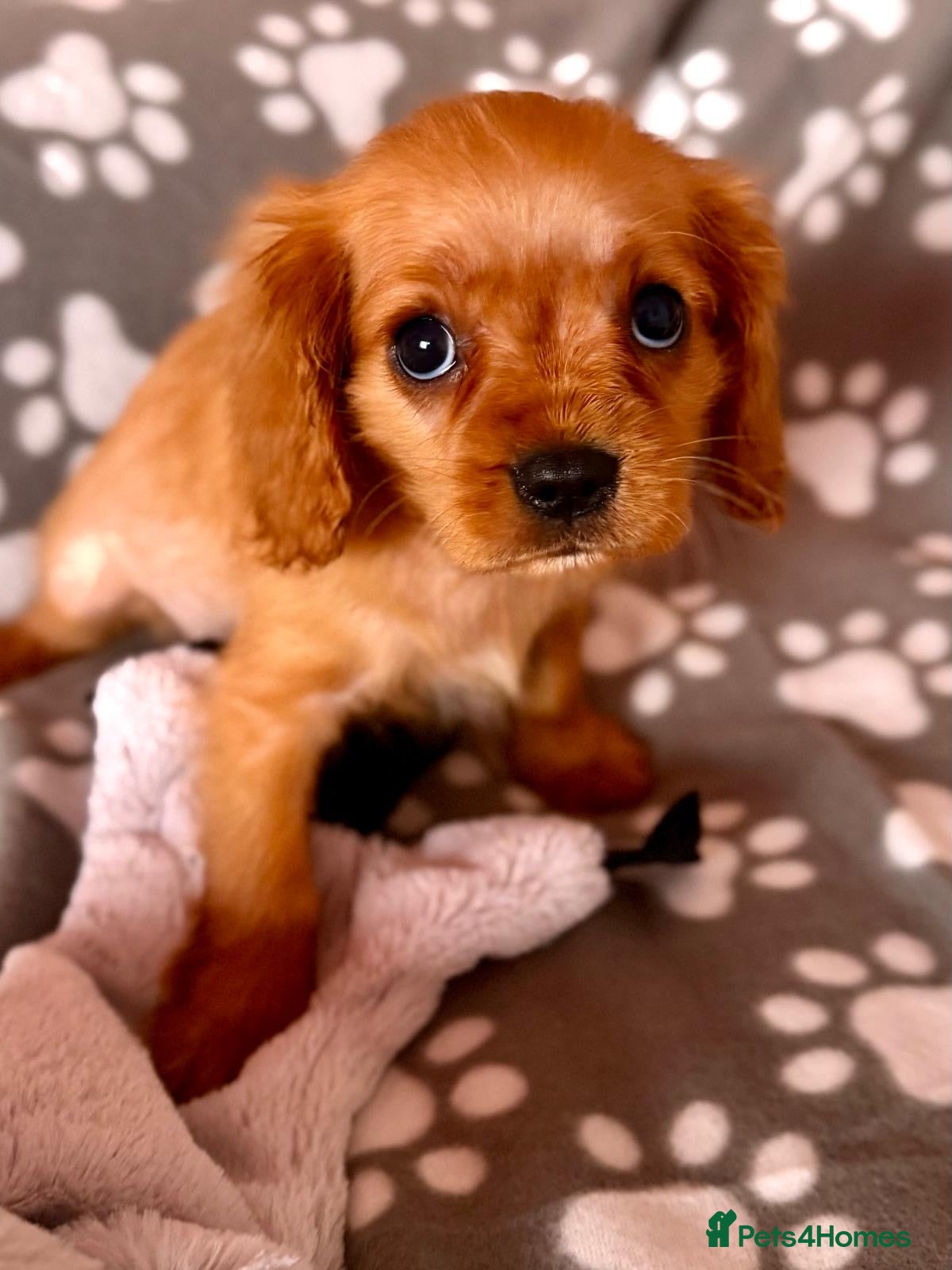 Cavalier King Charles Spaniel dogs ONLY 2 LEFT! STUNNING CAVALIER PUPPIES READY NOW! - Advert 1