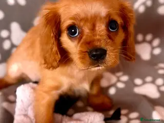 Cavalier King Charles Spaniel dogs ONLY 2 LEFT! STUNNING CAVALIER PUPPIES READY NOW! - Advert 1