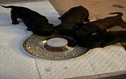Cocker Spaniel dogs for sale: 3 Adorable kc reg working cocker spaniel puppies  - Image 15