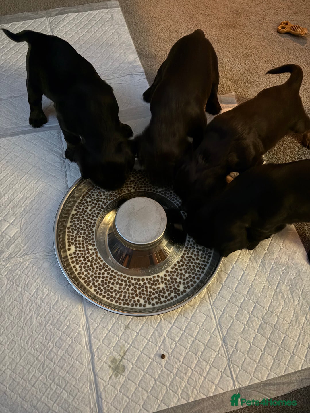 Cocker Spaniel dogs for sale: 3 Adorable kc reg working cocker spaniel puppies  - Image 15