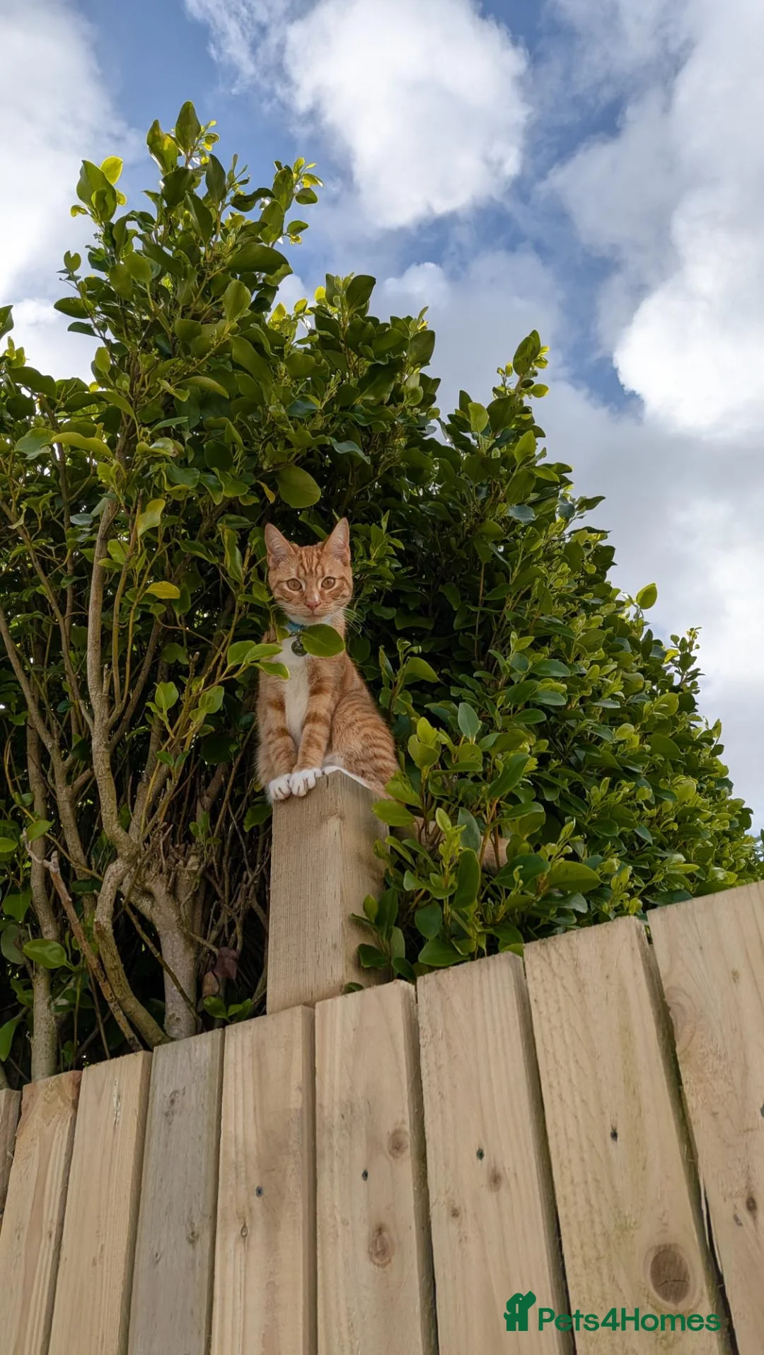 Mixed Breed cats for sale: Ginger male cat - Advert 3