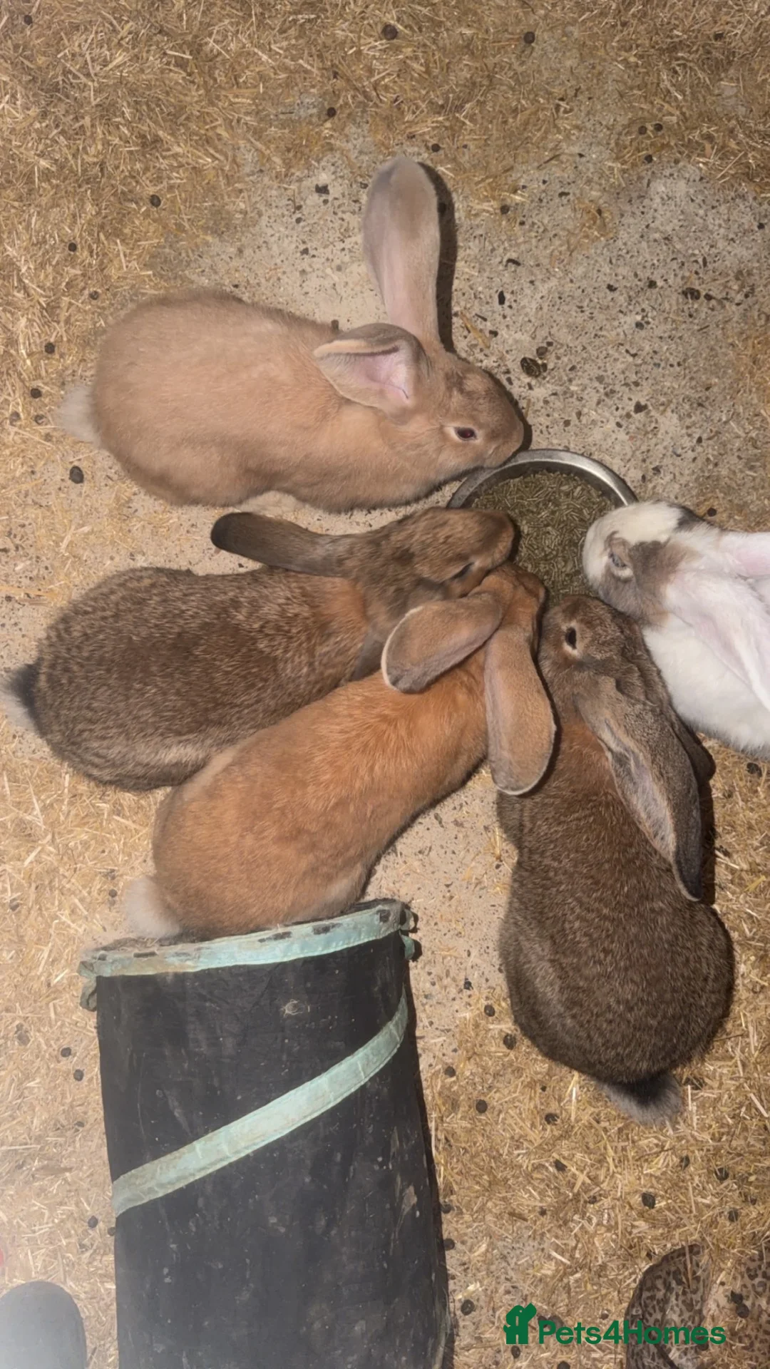 Continental Giant rabbits for sale: Giant ready to go now 12 weeks old  - Advert 2