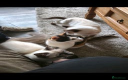 Mixed Breed cats for sale: Arya and kitten  - Advert 9