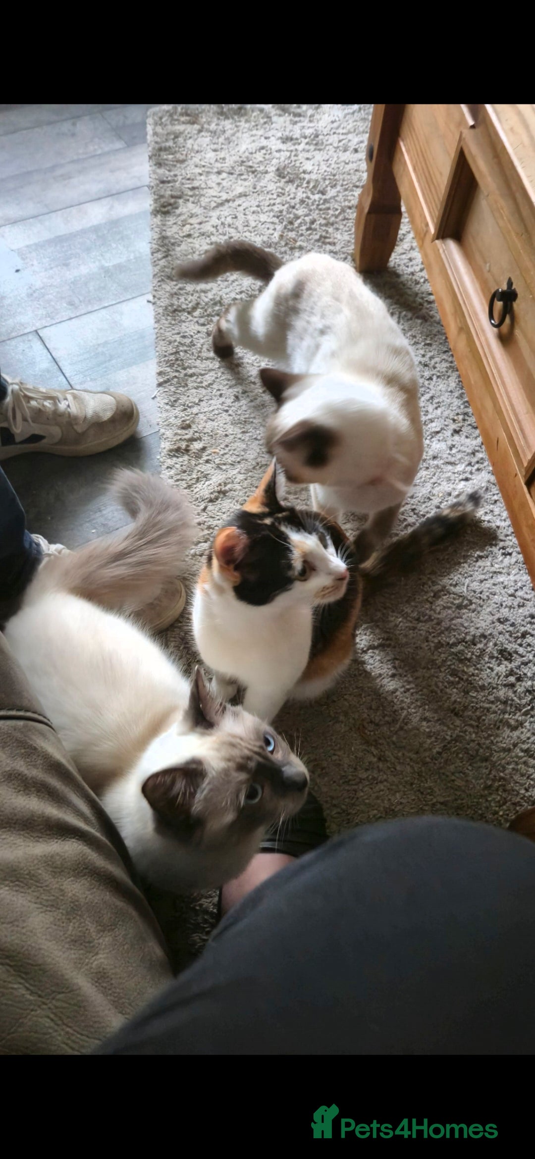 Mixed Breed cats for sale: Arya and kitten  - Advert 9