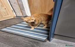 Domestic Shorthair cats for sale: 5 kittens  - Advert 2