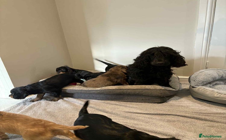 Cocker Spaniel dogs - Advert 4