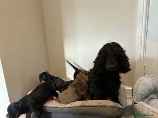 Cocker Spaniel dogs - Advert 1
