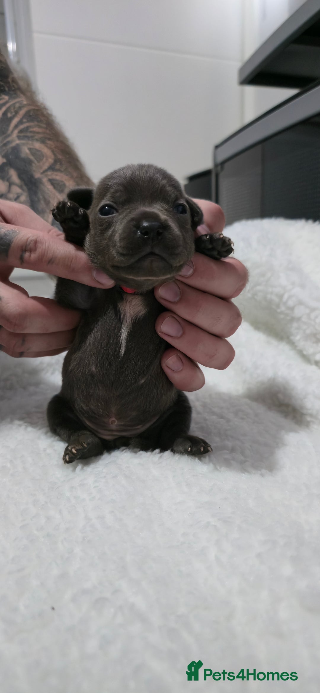 Staffordshire Bull Terrier dogs for sale:  Blue Staffy puppies for sale KC REGISTERED  - Image 24