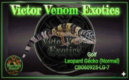 Leopard Gecko reptiles for sale: I Have 4 gorgeous Leopard Geckos available  - Advert 4