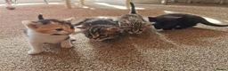 Mixed Breed cats for sale: Mixed kittens  - Advert 5