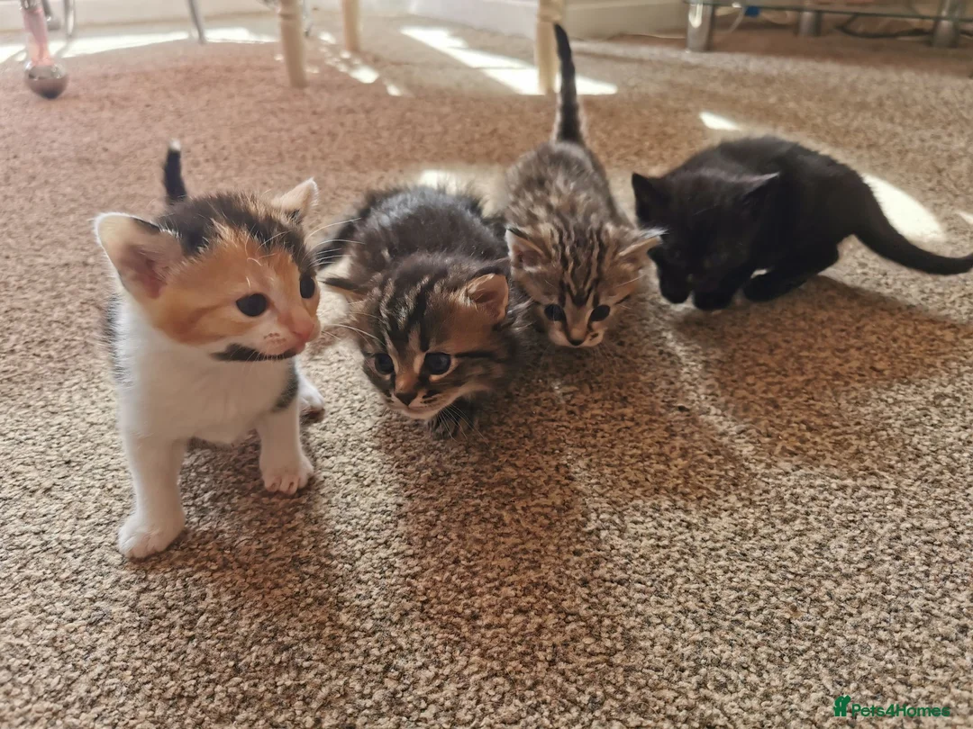 Mixed Breed cats for sale: Mixed kittens  - Advert 5