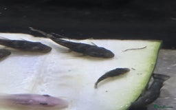 Plecos fish for sale: Green Dragon plecos - Image 2