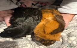 Guinea Pig rodents for sale: Shadow & Bear - Loving Guinea Pig Brothers - Image 6