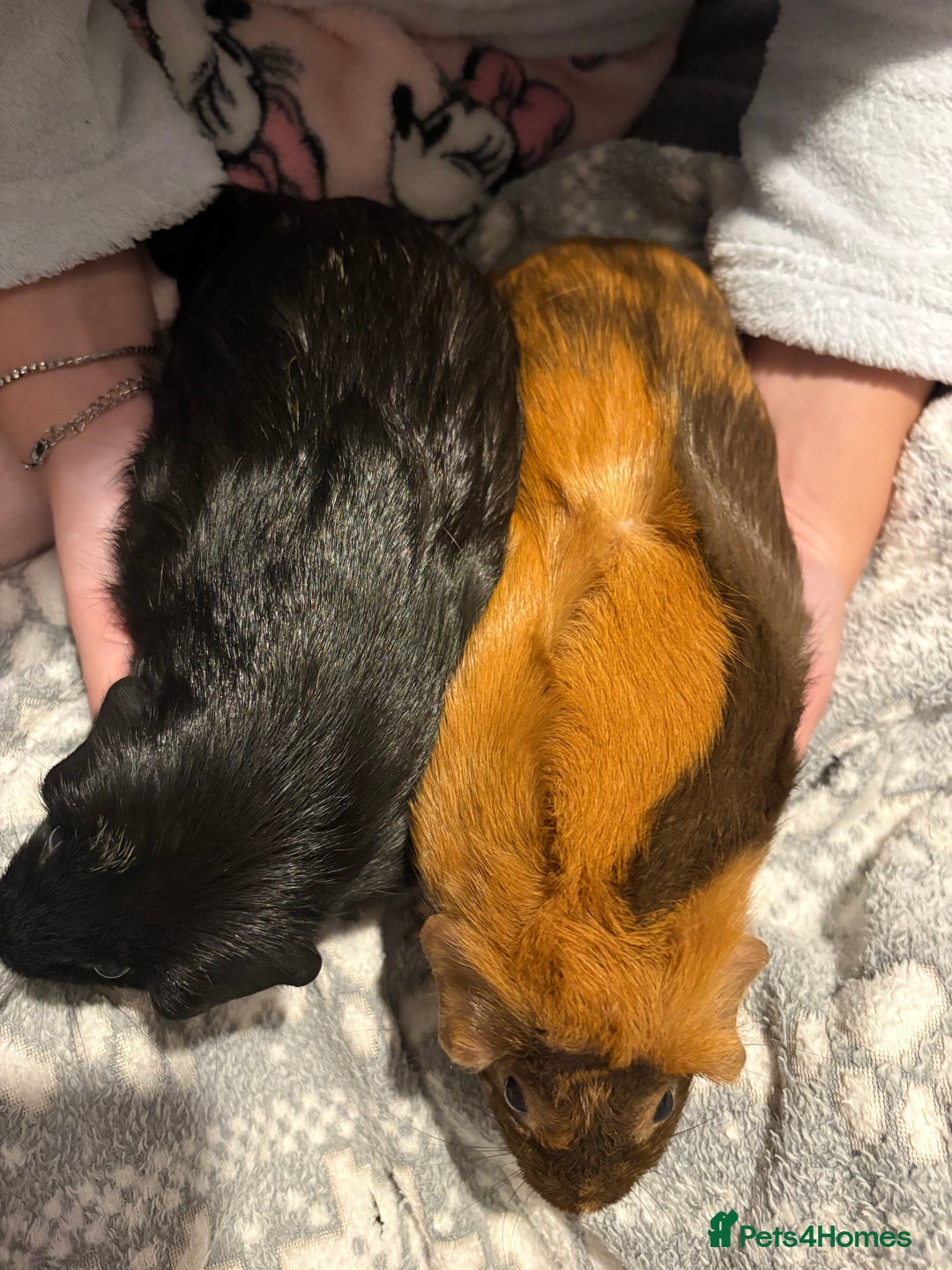 Guinea Pig rodents for sale: Shadow & Bear - Loving Guinea Pig Brothers - Image 6
