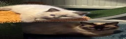Ragdoll cats for sale: Ragdoll bluepoint/sealpoint - Advert 3