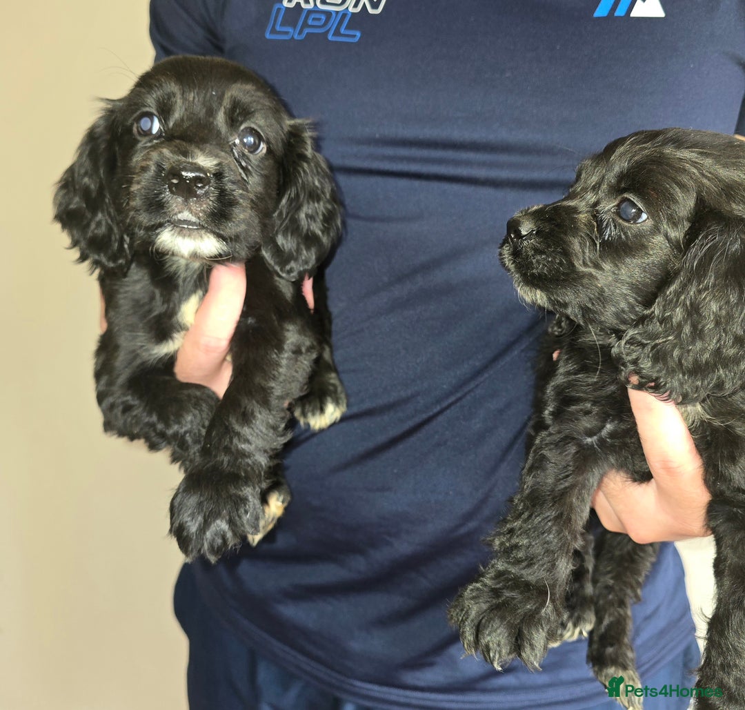 Cocker Spaniel dogs for sale: Cocker Spaniel puppies  - Image 7