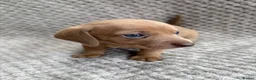 Miniature Dachshund dogs for sale: ⭐️💕miniature dachshund pups⭐️💕 - Advert 20
